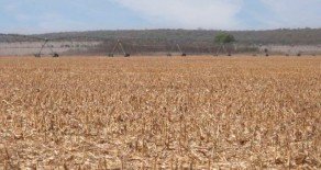 Río Cuarto, Prov. de Córdoba – 4.500 has