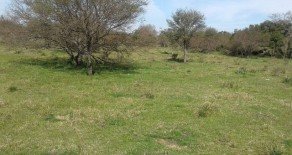 Depto. Villaguay, Prov. de Entre Ríos – 1.850 has