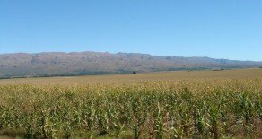 Depto. Coronel Pringles, Prov. de San Luis – 214 Has